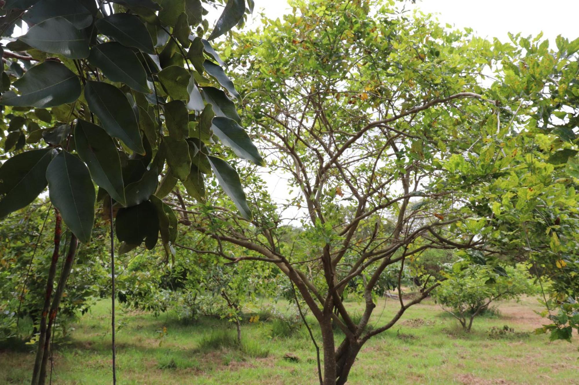 Hotel Kayjay Wild Wilpattu Esterno foto