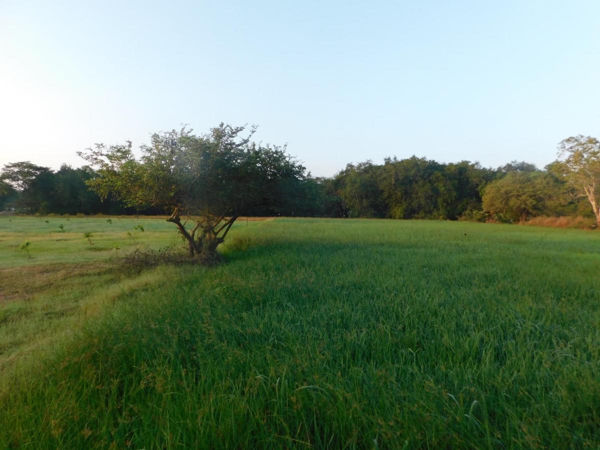 Hotel Kayjay Wild Wilpattu Esterno foto