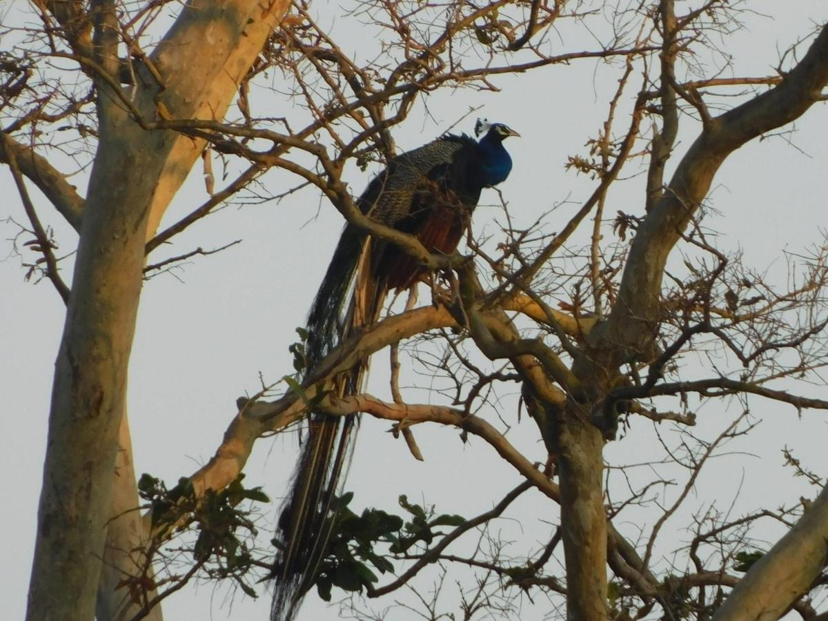 Hotel Kayjay Wild Wilpattu Esterno foto